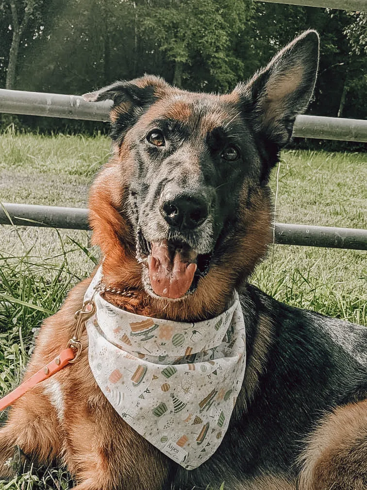 Paw'ty (Party) Dog Bandana- (Add on Embroidered Name Available)