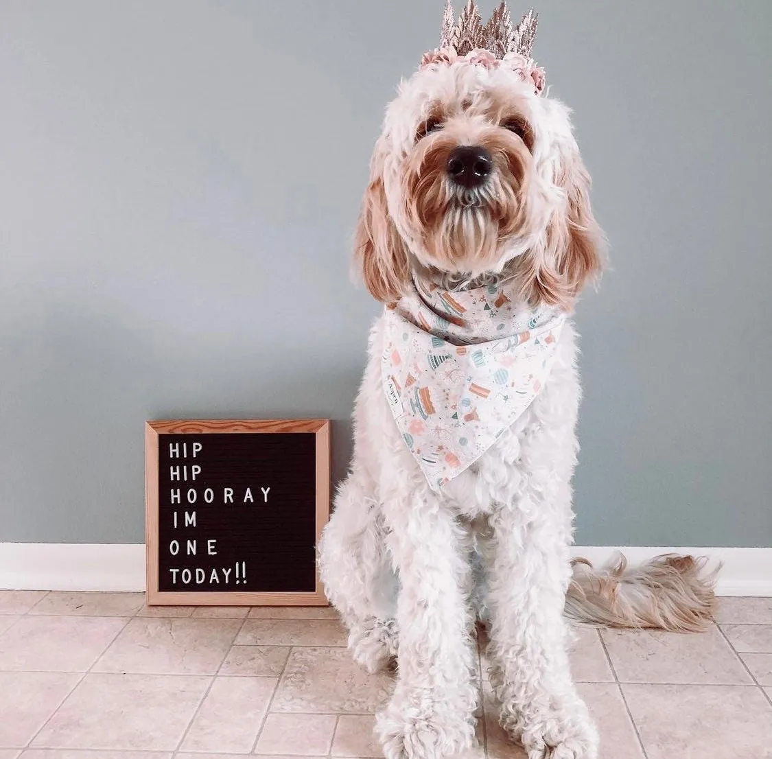 Paw'ty (Party) Dog Bandana- (Add on Embroidered Name Available)